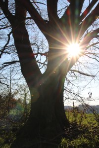 Alter Baum mit Sonnenstrahl