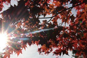 Rote Blätter mit Sonnenstrahlen